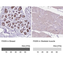 Fatty Acid Synthase/FASN Antibody, Novus Biologicals:Antibodies:Primary